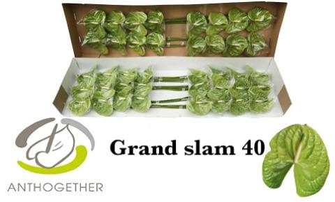 Anthurium (Andreanum Grp) Grand Slam