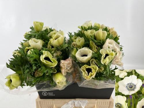 Anemone coronaria 'Marianne Panda'