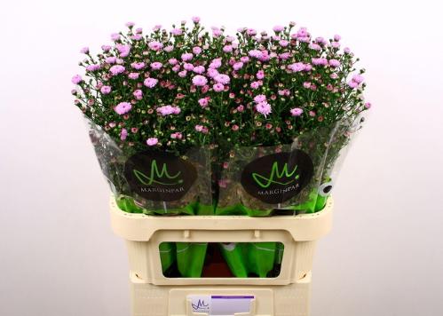 Aster (Novi-belgii Grp) Double Date Pink