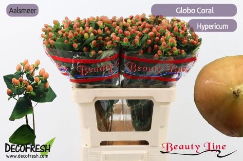 Hypericum x inodorum Globo Coral