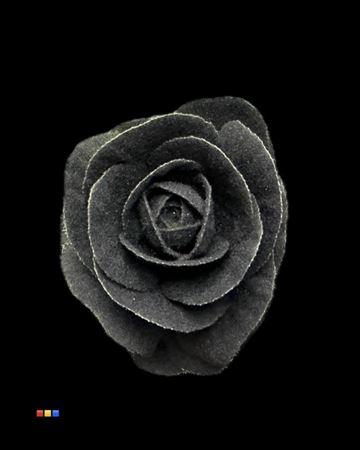 Brassica oleracea kleurbehandeld H%