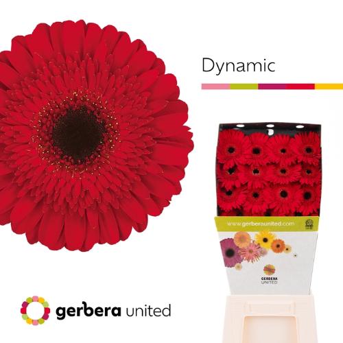 Gerbera grootbloemig 'Dynamic'
