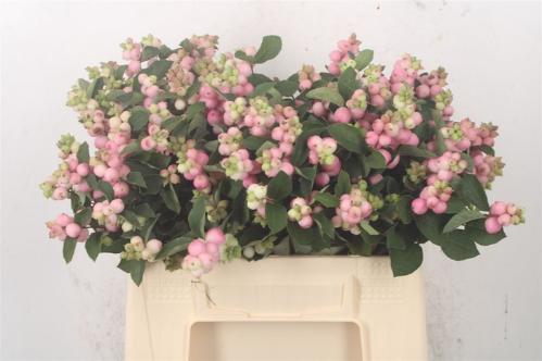 Symphoricarpos Magical Pride