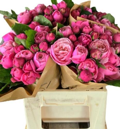 Rosa tros Silva Pink+