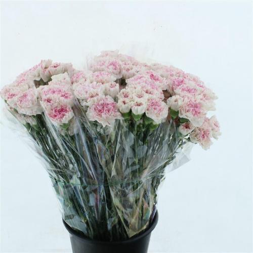 Dianthus standaard 'Yukari Cherry'