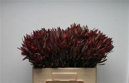 Leucadendron overig