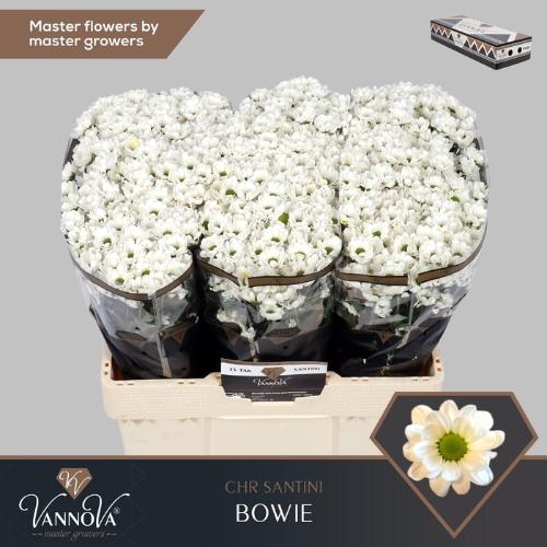 Chrysanthemum (Indicum Grp) tros santini AAA Bowie