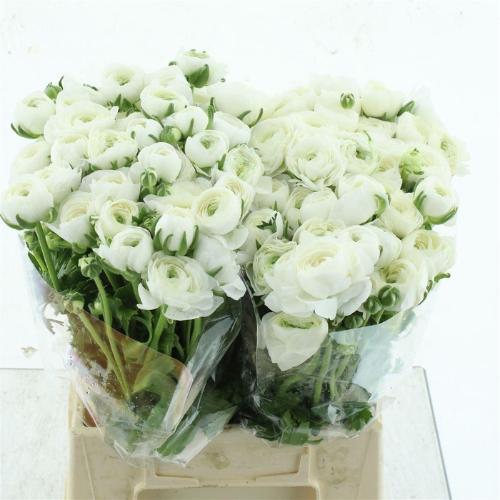 Ranunculus asiaticus 'Elegance White'