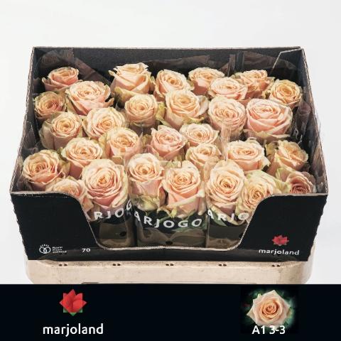 Rosa grootbloemig Bellini!