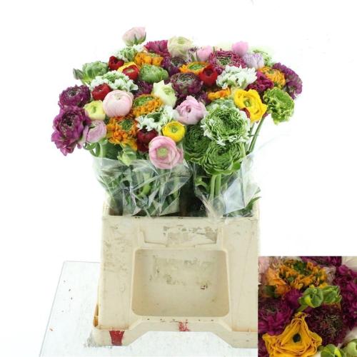 Ranunculus gemengd in fust