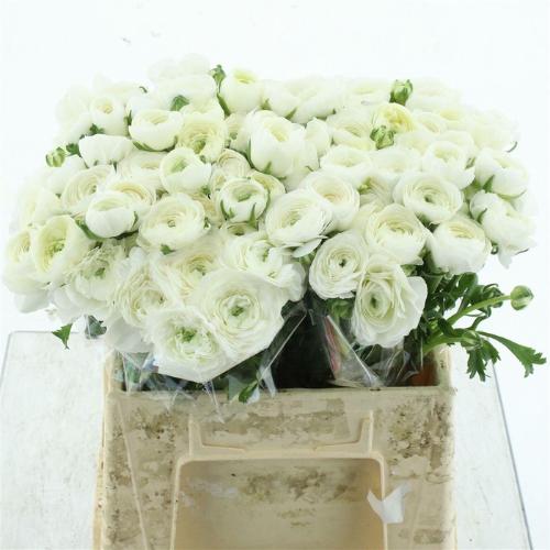Ranunculus asiaticus 'Elegance White'