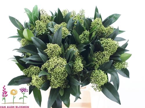 Skimmia per bos confusa 'Kew Green'