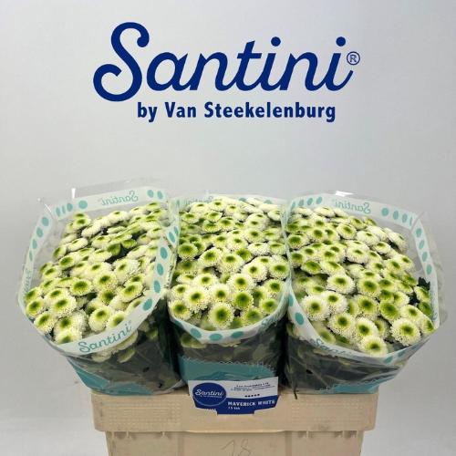 Chrysanthemum (Indicum Grp) tros santini Maverick