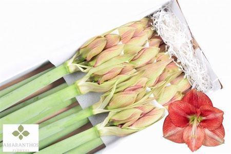 Hippeastrum (Galaxy Grp) 'Coral Flame'