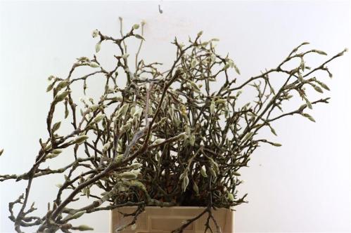 Magnolia grandiflora