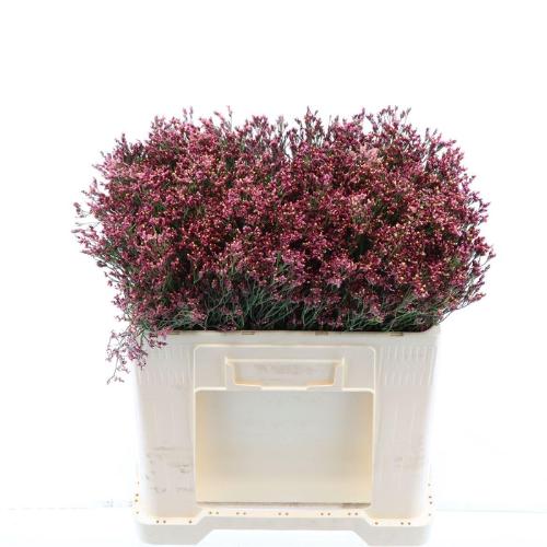 Limonium sinensis Maxima Diamond