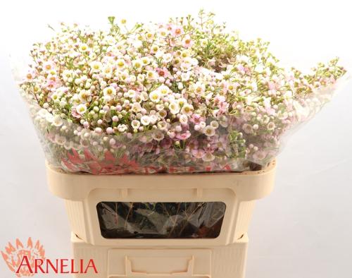 Chamelaucium 'Choir Girl'