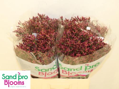 Limonium sinensis Scarlet Diamond