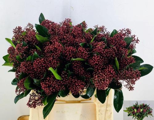 Skimmia per bos japonica 'Rubella'