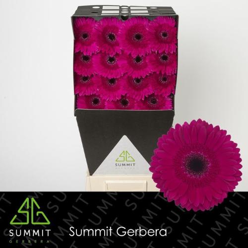 Gerbera grootbloemig 'Passoa'