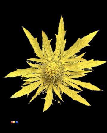 Eryngium alpinum kleurbehandeld H%