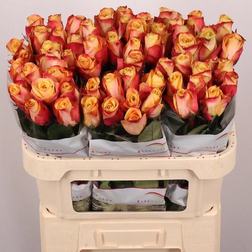 Rosa grootbloemig Pebbles