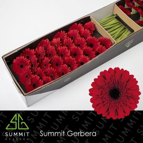 Gerbera mini 'Masserati'