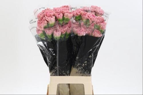 Dianthus standaard 'Lege'