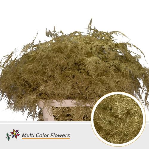 Asparagus overig kleurbehandeld H%