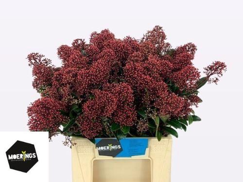 Skimmia per bos japonica 'Rubella'