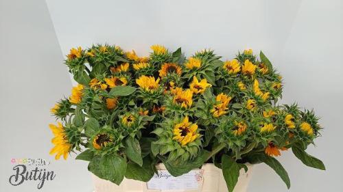 Helianthus annuus 'Sonja'