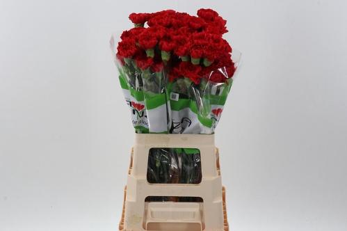 Dianthus standaard overig