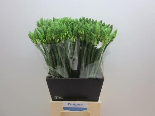 Ornithogalum thyrsoides overig