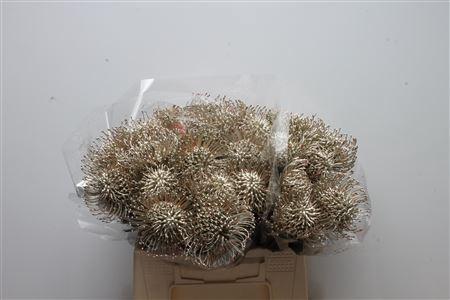 Leucospermum 'Naomi' kleurbehandeld H%