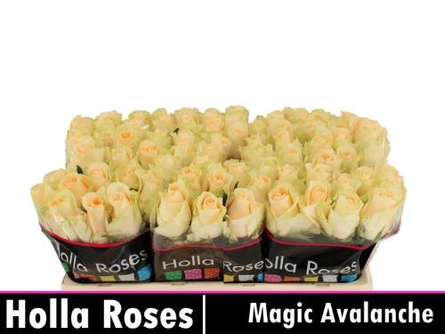 Rosa grootbloemig Magic Avalanche+