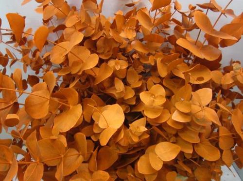 Eucalyptus cinerea kleurbehandeld per bos H%