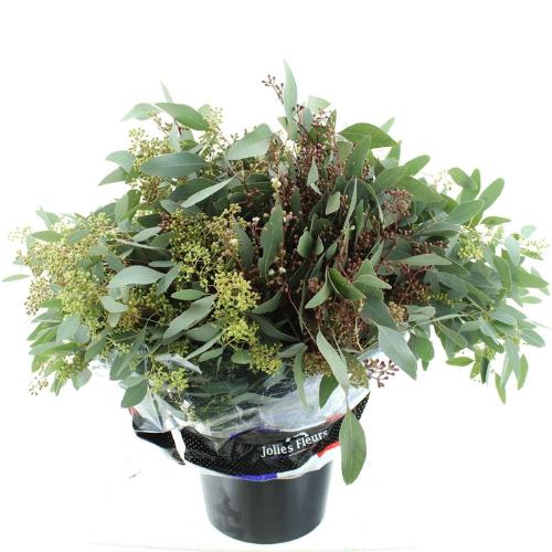 Eucalyptus per bos polyanthemos (fruit)