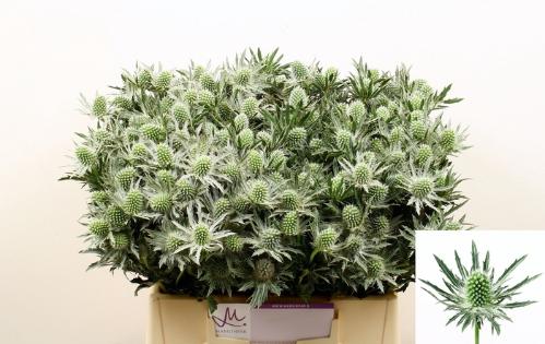 Eryngium Sirius Questar