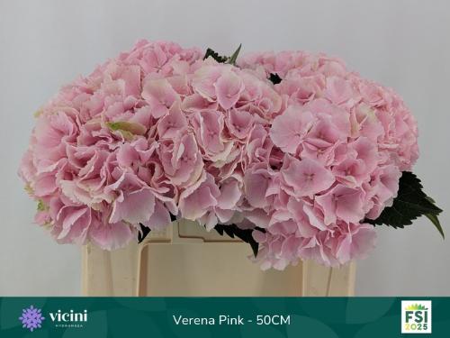 Hydrangea macrophylla 'Verena'