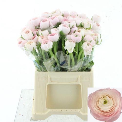 Ranunculus asiaticus Succes Hanoi