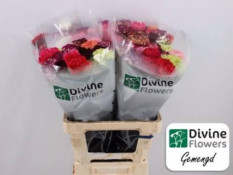 Dianthus standaard gemengd in bos