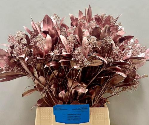 Skimmia per bos overig kleurbehandeld H%