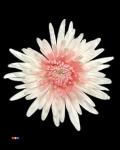 58cd1242-2828-4019-8bcc-8a3d2810a3c5.jpg