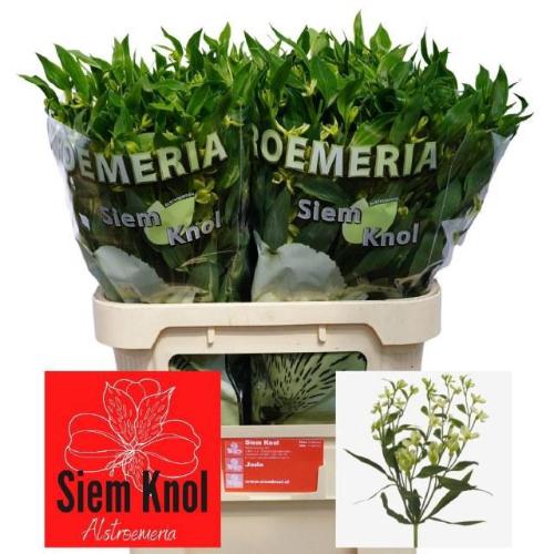 Alstroemeria florinca Jade