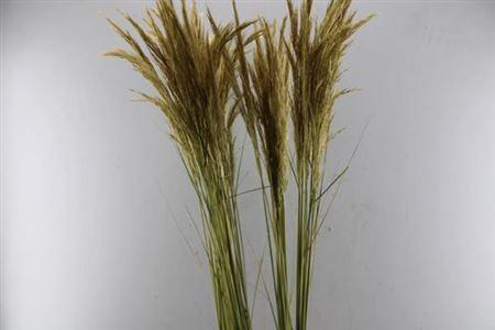 Cortaderia richardii