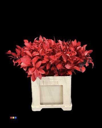 Ruscus kleurbehandeld H%