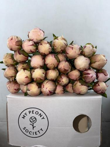 Paeonia Lactiflora Grp 'Odile'