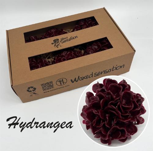 Hydrangea overig kleurbehandeld H%