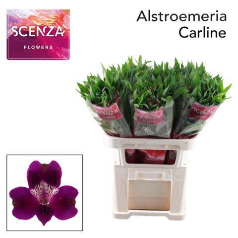 Alstroemeria Carline