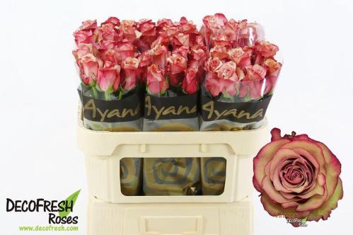 Rosa grootbloemig Vintage